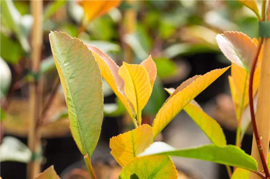 Photinia fraseri 'Red Robin' - Mediterranes, Glanzmispel 'Red Robin' -  Semper Verde Pflanzenzentrum Ullmer GbR