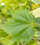 Platane 'Alphens Globe' - Platanus hispanica 'Alphens Globe' - Baum