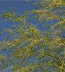 Trauerweide - Salix sepulcralis 'Chrysocoma'