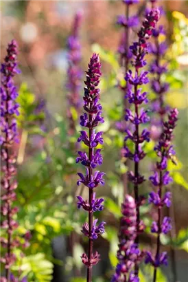 Garten-Blüten-Salbei - Salvia nemorosa 'Caradonna'