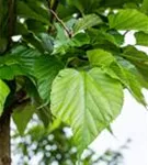 Winterlinde - Tilia cordata - Baum