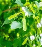 Amerikan.Stadtlinde - Tilia cordata 'Greenspire' - Baum