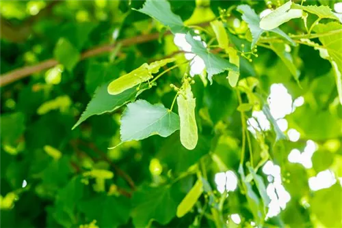 Amerikan.Stadtlinde - Tilia cordata 'Greenspire' - Baum
