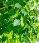 Amerikan.Stadtlinde - Tilia cordata 'Greenspire' - Baum