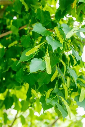 Amerikan.Stadtlinde - Tilia cordata 'Greenspire' - Baum