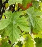Weintraube - Vitis vinifera