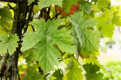 Weintraube - Vitis vinifera