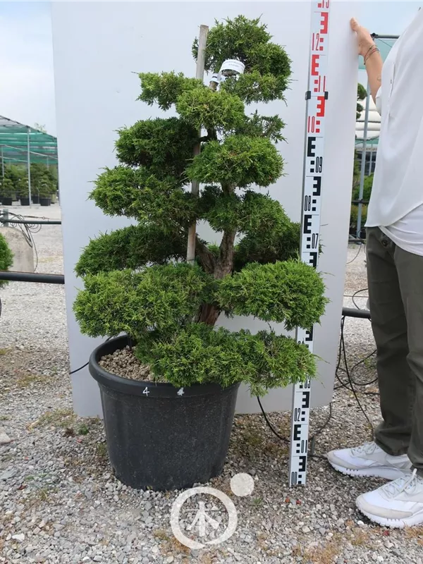 Juniperus chinensis