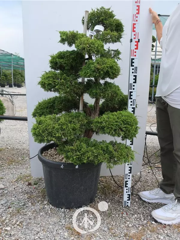 Juniperus chinensis