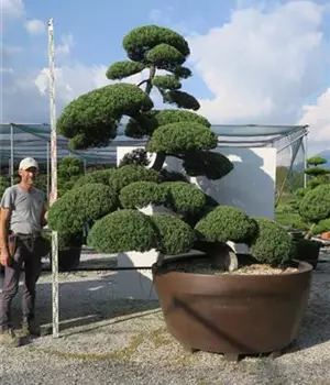 Juniperus chinensis
