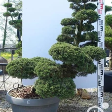 Juniperus chinensis, Gartenbonsai NPE - 100