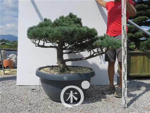 Mädchen-Kiefer - Pinus pentaphylla