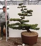 Mädchen-Kiefer - Pinus pentaphylla