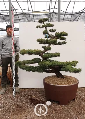 Mädchen-Kiefer - Pinus pentaphylla