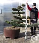 Mädchen-Kiefer - Pinus pentaphylla