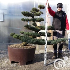 Pinus pentaphylla, Gartenbonsai Tn19 - 140