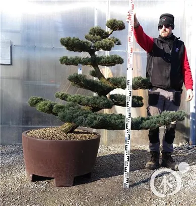 Mädchen-Kiefer - Pinus pentaphylla