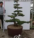Mädchen-Kiefer - Pinus pentaphylla