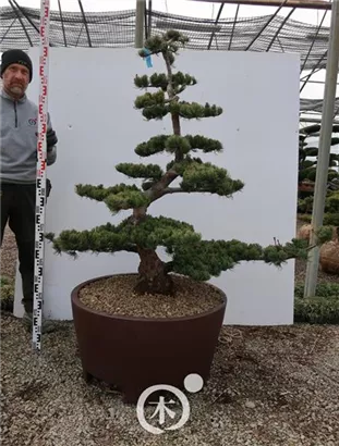 Mädchen-Kiefer - Pinus pentaphylla
