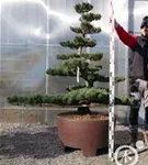 Mädchen-Kiefer - Pinus pentaphylla