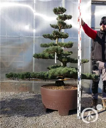 Mädchen-Kiefer - Pinus pentaphylla