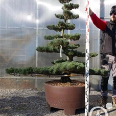 Pinus pentaphylla, Gartenbonsai Tn30 - 150