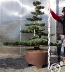 Mädchen-Kiefer - Pinus pentaphylla
