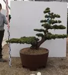 Mädchen-Kiefer - Pinus pentaphylla