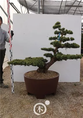 Mädchen-Kiefer - Pinus pentaphylla