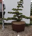 Mädchen-Kiefer - Pinus pentaphylla
