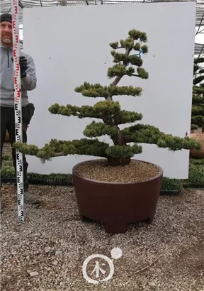 Mädchen-Kiefer - Pinus pentaphylla