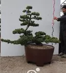 Mädchen-Kiefer - Pinus pentaphylla