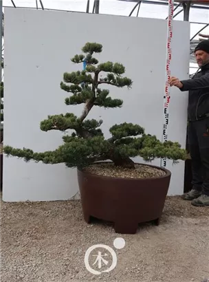 Mädchen-Kiefer - Pinus pentaphylla