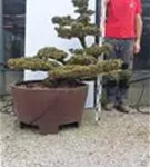 Mädchen-Kiefer - Pinus pentaphylla