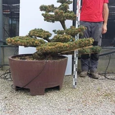 Pinus pentaphylla, Gartenbonsai Tn6 - 120