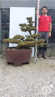 Mädchen-Kiefer - Pinus pentaphylla