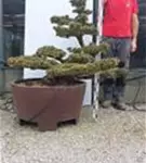 Mädchen-Kiefer - Pinus pentaphylla