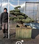 Mädchen-Kiefer - Pinus pentaphylla