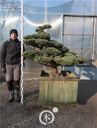 Mädchen-Kiefer - Pinus pentaphylla