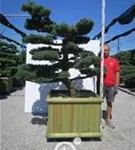 Mädchen-Kiefer - Pinus pentaphylla