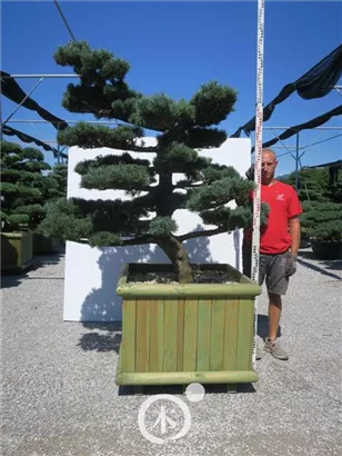 Mädchen-Kiefer - Pinus pentaphylla