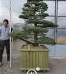 Mädchen-Kiefer - Pinus pentaphylla