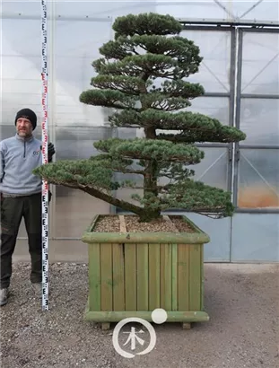Mädchen-Kiefer - Pinus pentaphylla