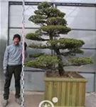 Mädchen-Kiefer - Pinus pentaphylla