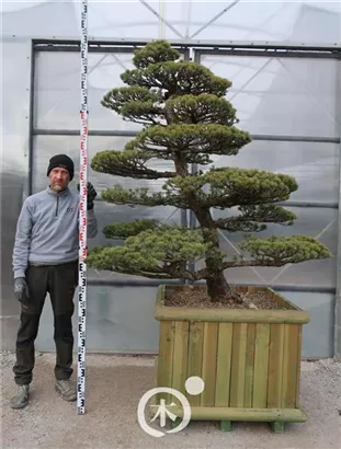 Mädchen-Kiefer - Pinus pentaphylla