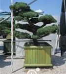 Mädchen-Kiefer - Pinus pentaphylla