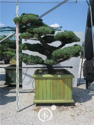 Mädchen-Kiefer - Pinus pentaphylla