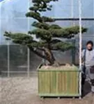 Mädchen-Kiefer - Pinus pentaphylla