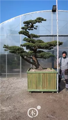 Mädchen-Kiefer - Pinus pentaphylla