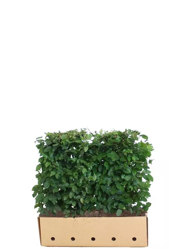 Hainbuche,Weißbuche - Carpinus betulus - Heckenelemente